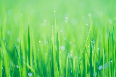 Pirinç tarlaları ve sabah güneşinde pirinç tarlalarının tepesine çiğ damlaları düşer. Yumuşak arka plan, seçici odak ve yumuşak odaklanmayı vurgulayan pirinç tarlalarıyla birlikte..