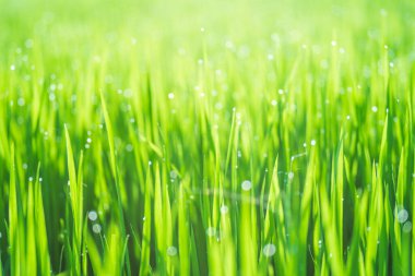 Pirinç tarlaları ve sabah güneşinde pirinç tarlalarının tepesine çiğ damlaları düşer. Yumuşak arka plan, seçici odak ve yumuşak odaklanmayı vurgulayan pirinç tarlalarıyla birlikte..