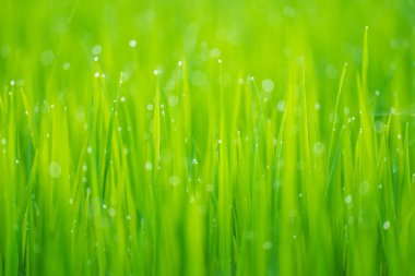 Pirinç tarlaları ve sabah güneşinde pirinç tarlalarının tepesine çiğ damlaları düşer. Yumuşak arka plan, seçici odak ve yumuşak odaklanmayı vurgulayan pirinç tarlalarıyla birlikte..