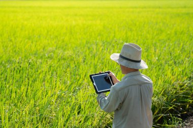 Elinde tablet tutan erkek çiftçi pirinç tarlalarında dikilip pirinç üretimi hakkında bilgi arıyor Tayland 'daki pirinç tarlasında pirinçle ilgili..