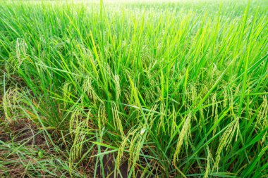 Pirinç tarlaları ve sabah güneşinde pirinç tarlalarının tepesine çiğ taneleri düşer. Yumuşak arka plan, seçici odak ve yumuşak odaklanmayı vurgulayan pirinç tarlalarıyla birlikte..