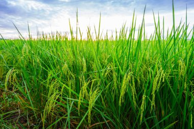 Pirinç tarlaları ve sabah güneşinde pirinç tarlalarının tepesine çiğ taneleri düşer. Yumuşak arka plan, seçici odak ve yumuşak odaklanmayı vurgulayan pirinç tarlalarıyla birlikte..