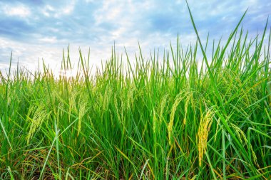 Pirinç tarlaları ve sabah güneşinde pirinç tarlalarının tepesine çiğ taneleri düşer. Yumuşak arka plan, seçici odak ve yumuşak odaklanmayı vurgulayan pirinç tarlalarıyla birlikte..