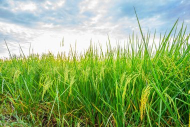 Pirinç tarlaları ve sabah güneşinde pirinç tarlalarının tepesine çiğ taneleri düşer. Yumuşak arka plan, seçici odak ve yumuşak odaklanmayı vurgulayan pirinç tarlalarıyla birlikte..