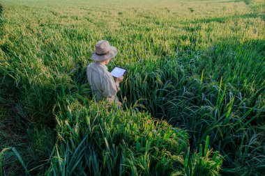 Elinde tablet tutan erkek çiftçi pirinç tarlalarında dikilip pirinç üretimi hakkında bilgi arıyor Tayland 'daki pirinç tarlasında pirinçle ilgili..