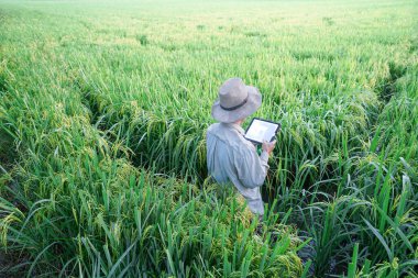 Elinde tablet tutan erkek çiftçi pirinç tarlalarında dikilip pirinç üretimi hakkında bilgi arıyor Tayland 'daki pirinç tarlasında pirinçle ilgili..
