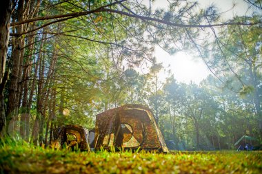 Sabahleyin çam ormanında kamp çadırı..