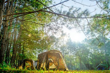 Sabahleyin çam ormanında kamp çadırı..