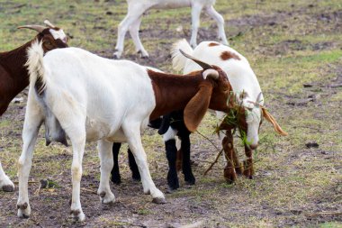 Suyun kenarındaki çayırda bir keçi sürüsü.