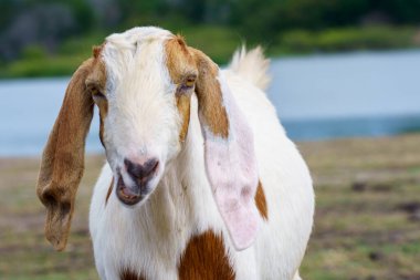 A herd of goats in a meadow by the water clipart