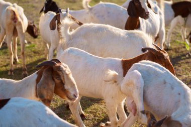 Suyun kenarındaki çayırda bir keçi sürüsü.
