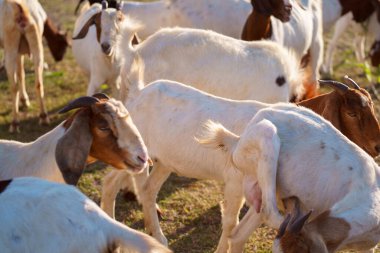 Suyun kenarındaki çayırda bir keçi sürüsü.