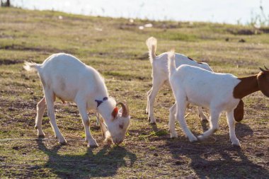Suyun kenarındaki çayırda bir keçi sürüsü.