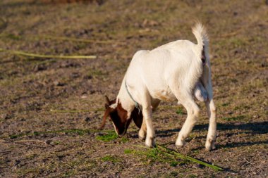 Suyun kenarındaki çayırda bir keçi sürüsü.