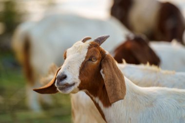 Suyun kenarındaki çayırda bir keçi sürüsü.