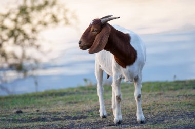 Suyun kenarındaki çayırda bir keçi sürüsü.