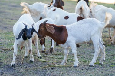 Suyun kenarındaki çayırda bir keçi sürüsü.