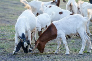 Suyun kenarındaki çayırda bir keçi sürüsü.