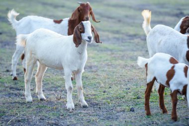 Suyun kenarındaki çayırda bir keçi sürüsü.