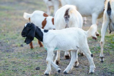 Suyun kenarındaki çayırda bir keçi sürüsü.
