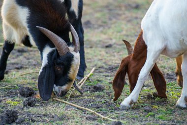 Suyun kenarındaki çayırda bir keçi sürüsü.