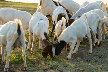 Suyun kenarındaki çayırda bir keçi sürüsü.