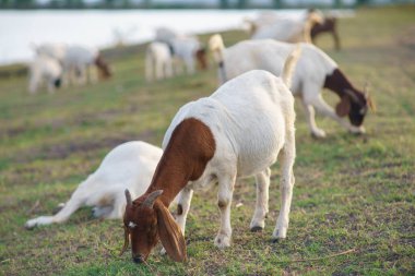 Suyun kenarındaki çayırda bir keçi sürüsü.