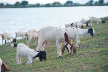 Suyun kenarındaki çayırda bir keçi sürüsü.