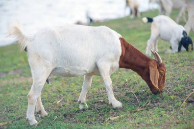 Suyun kenarındaki çayırda bir keçi sürüsü.