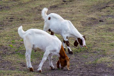 A herd of goats in a meadow by the water clipart