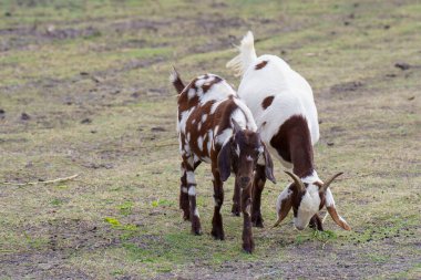 Suyun kenarındaki çayırda bir keçi sürüsü.