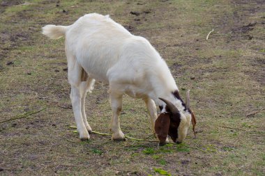 Suyun kenarındaki çayırda bir keçi sürüsü.