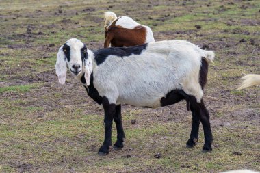 Suyun kenarındaki çayırda bir keçi sürüsü.