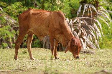 Tayland inekleri yerde doğal olarak ot yiyorlar..