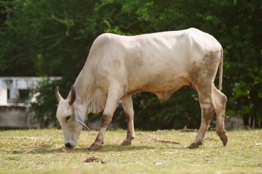 Tayland inekleri yerde doğal olarak ot yiyorlar..