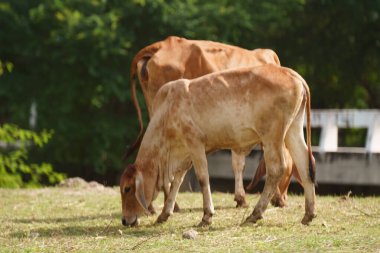 Tayland inekleri yerde doğal olarak ot yiyorlar..