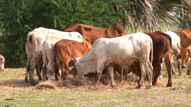 Tayland inekleri yerde doğal olarak ot yiyorlar..