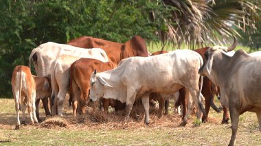Tayland inekleri yerde doğal olarak ot yiyorlar..