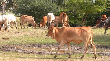 Tayland inekleri yerde doğal olarak ot yiyorlar..
