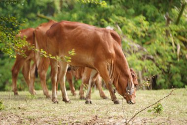 Tayland inekleri yerde doğal olarak ot yiyorlar..