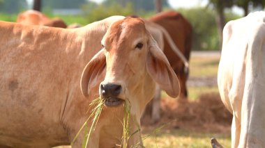 Tayland inekleri yerde doğal olarak ot yiyorlar..