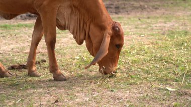 Tayland inekleri yerde doğal olarak ot yiyorlar..