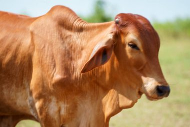 Tayland inekleri yerde doğal olarak ot yiyorlar..