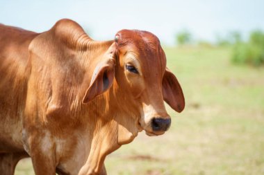 Tayland inekleri yerde doğal olarak ot yiyorlar..