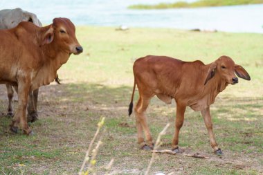 Tayland inekleri yerde doğal olarak ot yiyorlar..