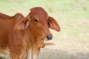 Tayland inekleri yerde doğal olarak ot yiyorlar..