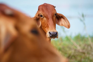 Tayland inekleri yerde doğal olarak ot yiyorlar..