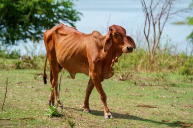 Tayland inekleri yerde doğal olarak ot yiyorlar..