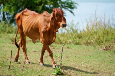 Tayland inekleri yerde doğal olarak ot yiyorlar..