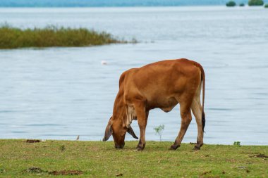 Tayland inekleri yerde doğal olarak ot yiyorlar..